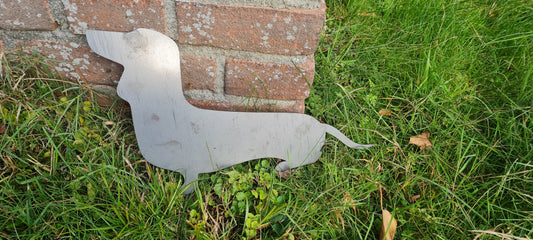 Teckel Zittend Watse